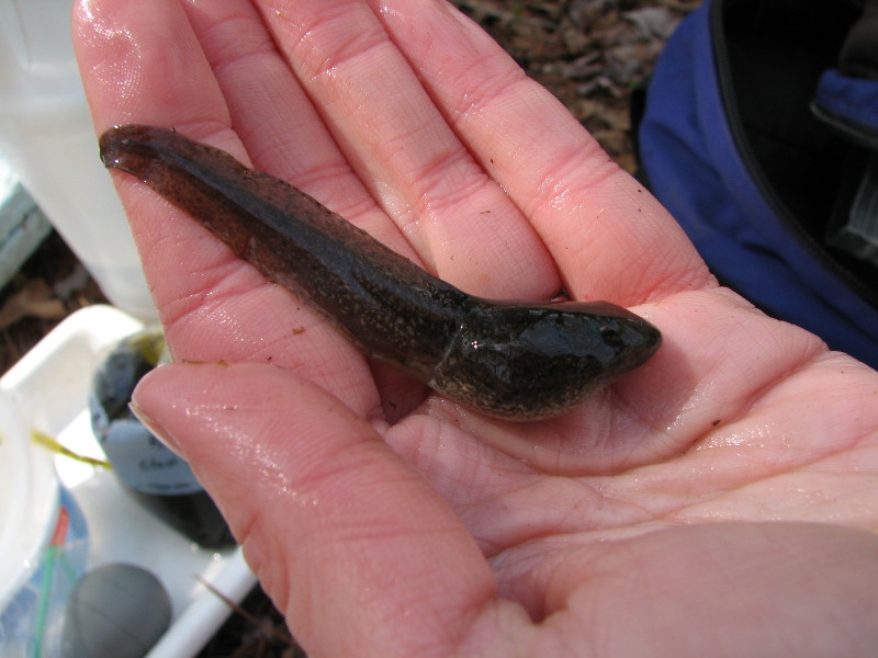 Green frog tadpole. Green frog tadpole. Credit: Betsy Leppo